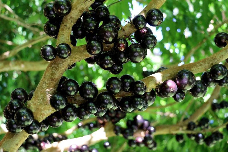 Jabuticaba en Costa Rica: Un Fruto Exótico Descubierto - Costa Rica Meadery