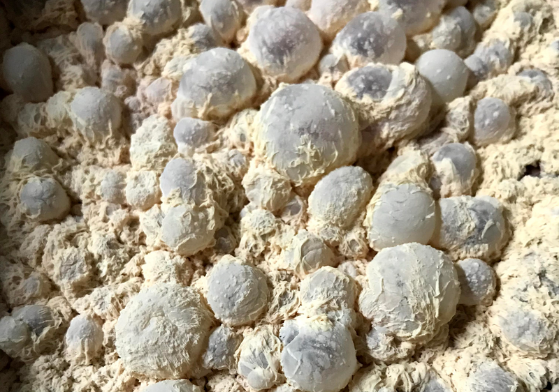 Wild yeast used to ferment Ecléctica