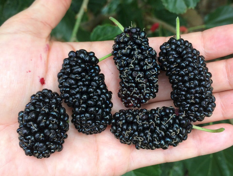 Mulberry fruits freshly harvested